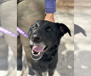 Labrador Retriever-Unknown Mix Dogs for adoption in Oak Bluffs, MA, USA