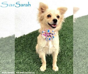 Chiranian Dogs for adoption in San Diego, CA, USA