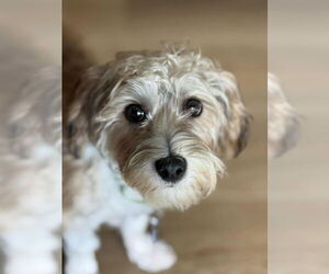 Mutt Dogs for adoption in Plymouth, MN, USA