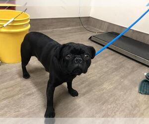 Pug Dogs for adoption in Pasadena, CA, USA