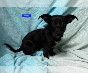 Dachshund Dogs for adoption in Chester, IL, USA