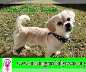 Pekingese Dogs for adoption in Pensacola, FL, USA