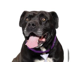 Staffordshire Bull Terrier Dogs for adoption in Santa Barbara, CA, USA