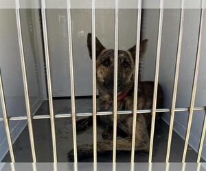 Mutt Dogs for adoption in Modesto, CA, USA