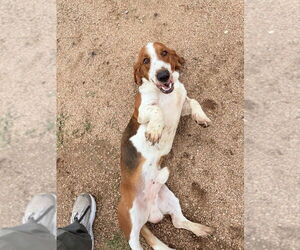 Basset Hound Dogs for adoption in Oak Bluffs, MA, USA