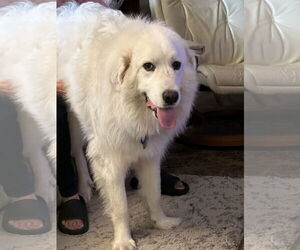 Great Pyrenees Dogs for adoption in Bend, OR, USA
