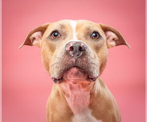 American Pit Bull Terrier-Labrador Retriever Mix Dogs for adoption in Derwood, MD, USA