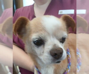 Chiranian Dogs for adoption in Lodi, CA, USA