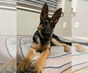 German Shepherd Dog Dogs for adoption in La Grange , NC, USA