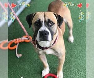 Boxer Dogs for adoption in Potomac, MD, USA