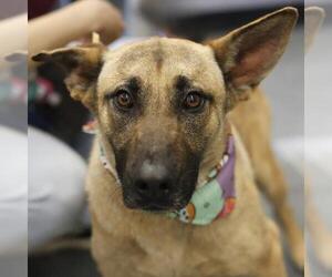 German Shepherd Dog Dogs for adoption in San Antonio, TX, USA