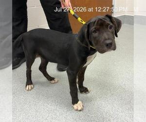 American Pit Bull Terrier-Labrador Retriever Mix Dogs for adoption in Ocala, FL, USA