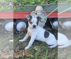 Boston Terrier Dogs for adoption in HOPKINSVILLE/PRINCETON, KY, NH, USA