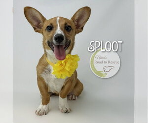 Mutt Dogs for adoption in Benton, LA, USA