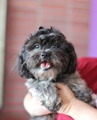 Shih-Poo Dogs for adoption in Fresno, CA, USA