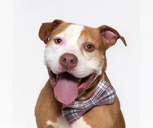 Mutt Dogs for adoption in Santa Maria, CA, USA