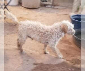 Maltese Dogs for adoption in Tonopah, AZ, USA