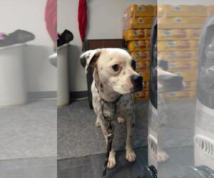 Boglen Terrier Dogs for adoption in Blairsville, GA, USA