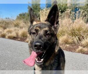 German Shepherd Dog Dogs for adoption in Redwood City, CA, USA