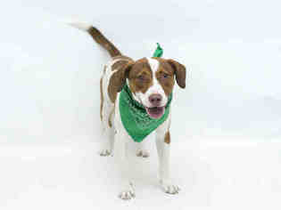 Small French Brittany Spaniel Mix