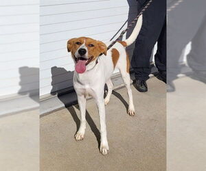 Beagle-Unknown Mix Dogs for adoption in Louisville, KY, USA