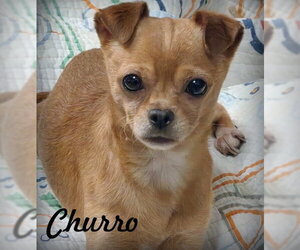 Chihuahua Dogs for adoption in Chino Hills, CA, USA