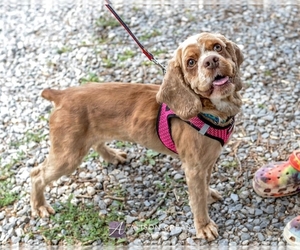 Cocker Spaniel Dogs for adoption in Rustburg, VA, USA