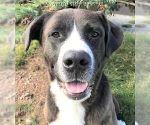 Bernese Mountain Dog Dogs for adoption in Palmer, AK, USA