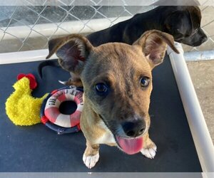 Mutt Dogs for adoption in Okeechobee, FL, USA