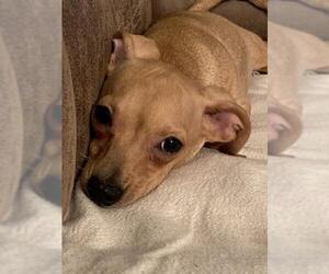 Chiweenie Dogs for adoption in Montgomery, TX, USA