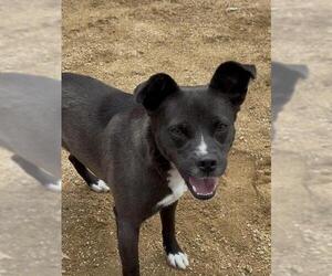 Labrador Retriever-Unknown Mix Dogs for adoption in Redlands, CA, USA