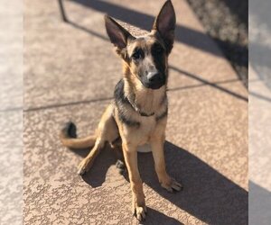 Mutt Dogs for adoption in Vail, AZ, USA