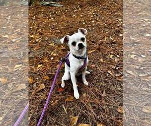 Chug Dogs for adoption in Spring Lake, NC, USA