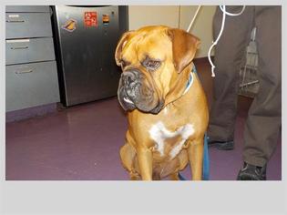 Boxer Dogs for adoption in Long Beach, CA, USA