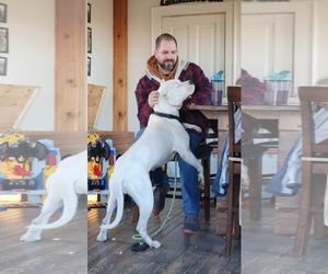 Dogo Argentino-Unknown Mix Dogs for adoption in New London, WI, USA