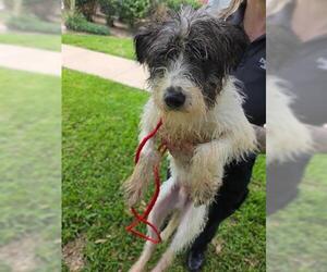 Mutt Dogs for adoption in Houston, TX, USA