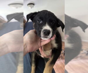 Huskies -Retriever Mix Dogs for adoption in Holly Springs, NC, USA
