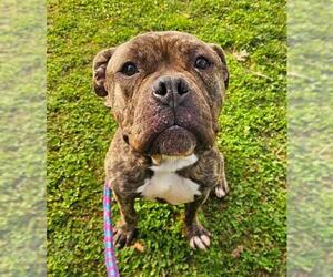 American Staffordshire Terrier Dogs for adoption in Sacramento, CA, USA