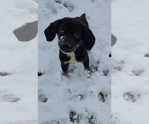 Mutt Dogs for adoption in Evansville, IN, USA
