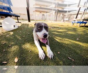 American Pit Bull Terrier Dogs for adoption in Orlando, FL, USA