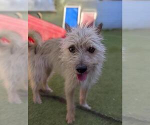 Mutt Dogs for adoption in El Cajon, CA, USA