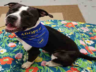 American Pit Bull Terrier Dogs for adoption in Roslindale, MA, USA