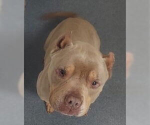 American Pit Bull Terrier Dogs for adoption in Glen Allen, VA, USA