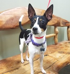 Rat Terrier Dogs for adoption in Lafayette, LA, USA