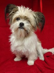 Papastzu Dogs for adoption in Redding, CA, USA