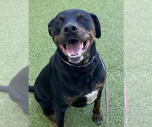Rottweiler-Unknown Mix Dogs for adoption in Fayetteville, NC, USA