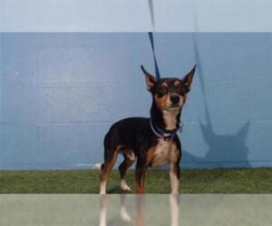 Miniature Pinscher Dogs for adoption in Orlando, FL, USA