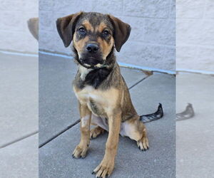 German Shepherd Dog-Unknown Mix Dogs for adoption in Lakewood, CO, USA