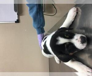 Borador Dogs for adoption in Chama, NM, USA