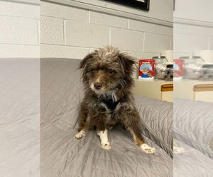 Australian Shepherd-Unknown Mix Dogs for adoption in Muskegon, MI, USA